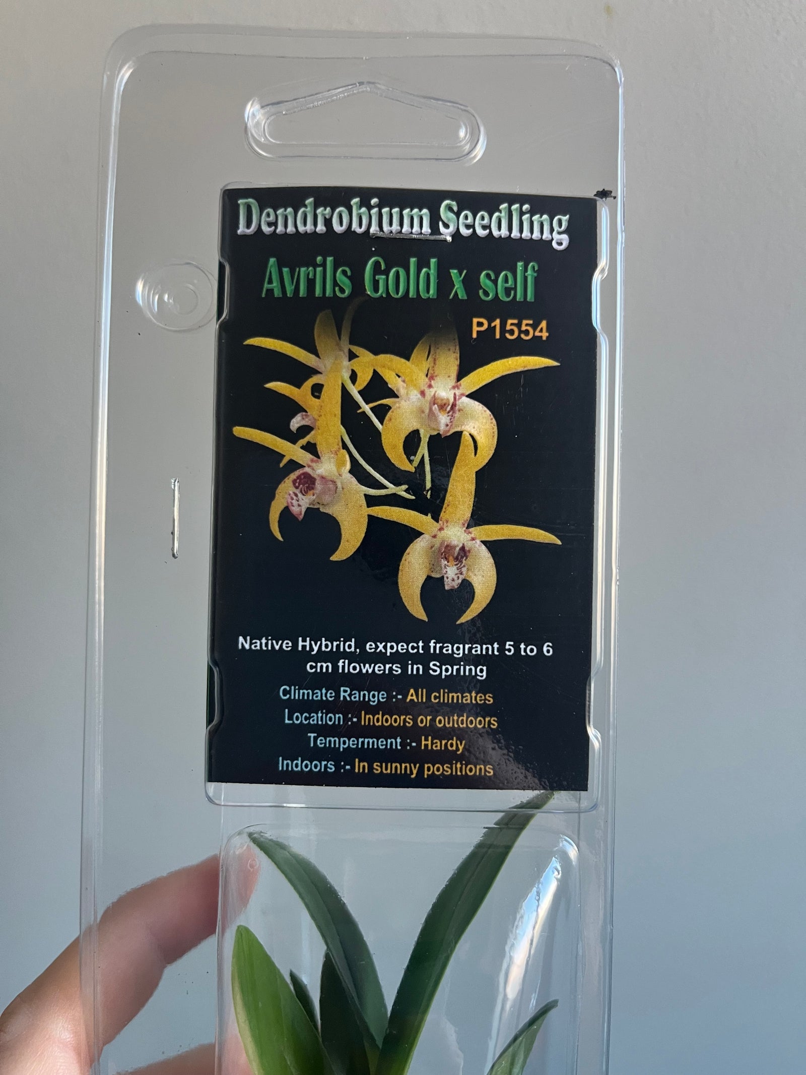 Dendrobium seedling - Avrils Gold x self