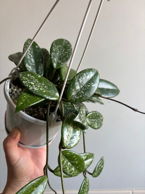 Hoya - Carnosa ‘Wilbur Graves’ Collection No. 211