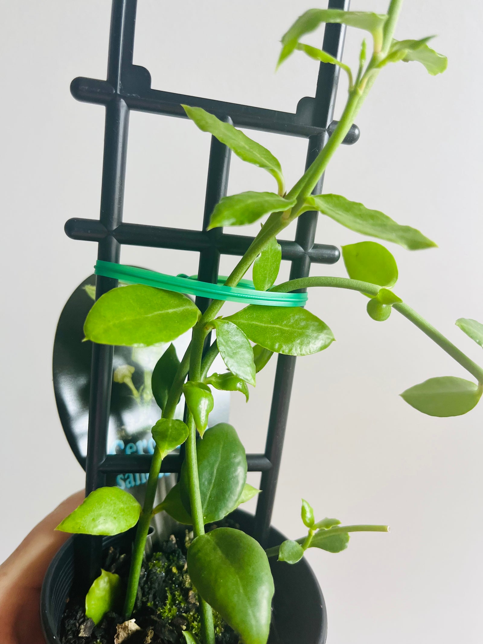 Ceropegia sandersonii