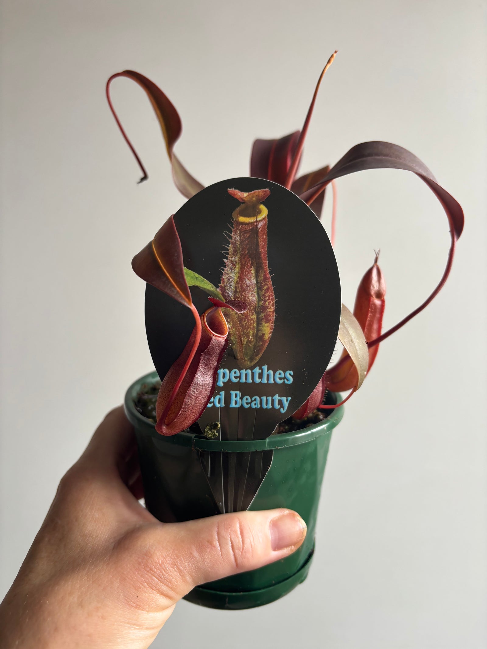 Nepenthes Red Beauty - Pitcher Plant