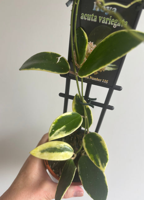 Hoya - Acuta Variegata Collection No. 125