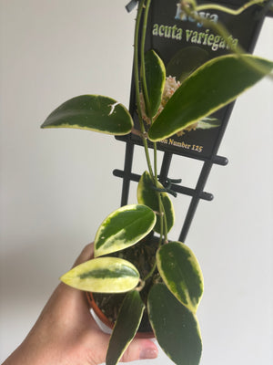 Hoya - Acuta Variegata Collection No. 125