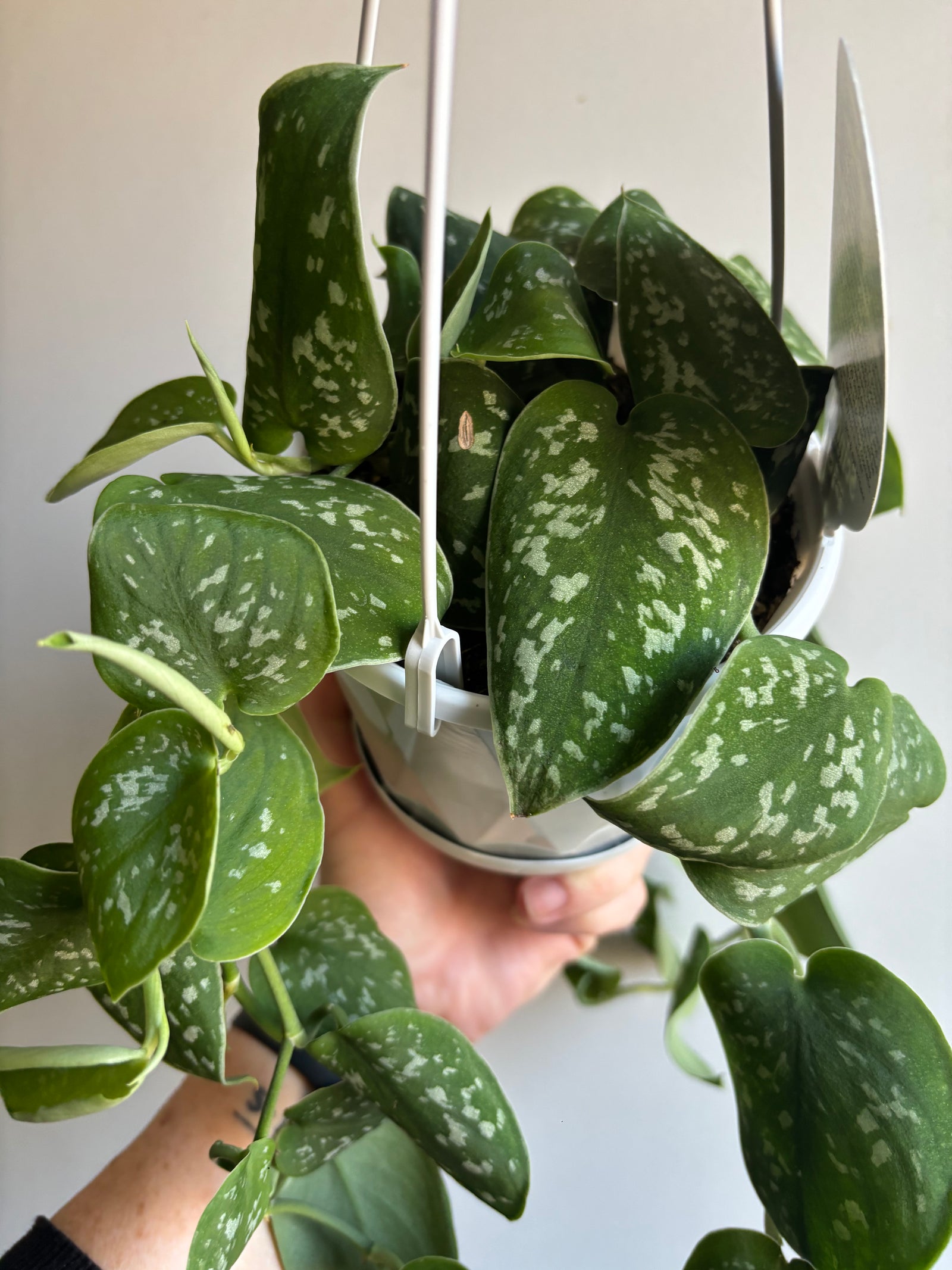 Scindapsus pictus ‘Argyraeus’ - Satin Pothos