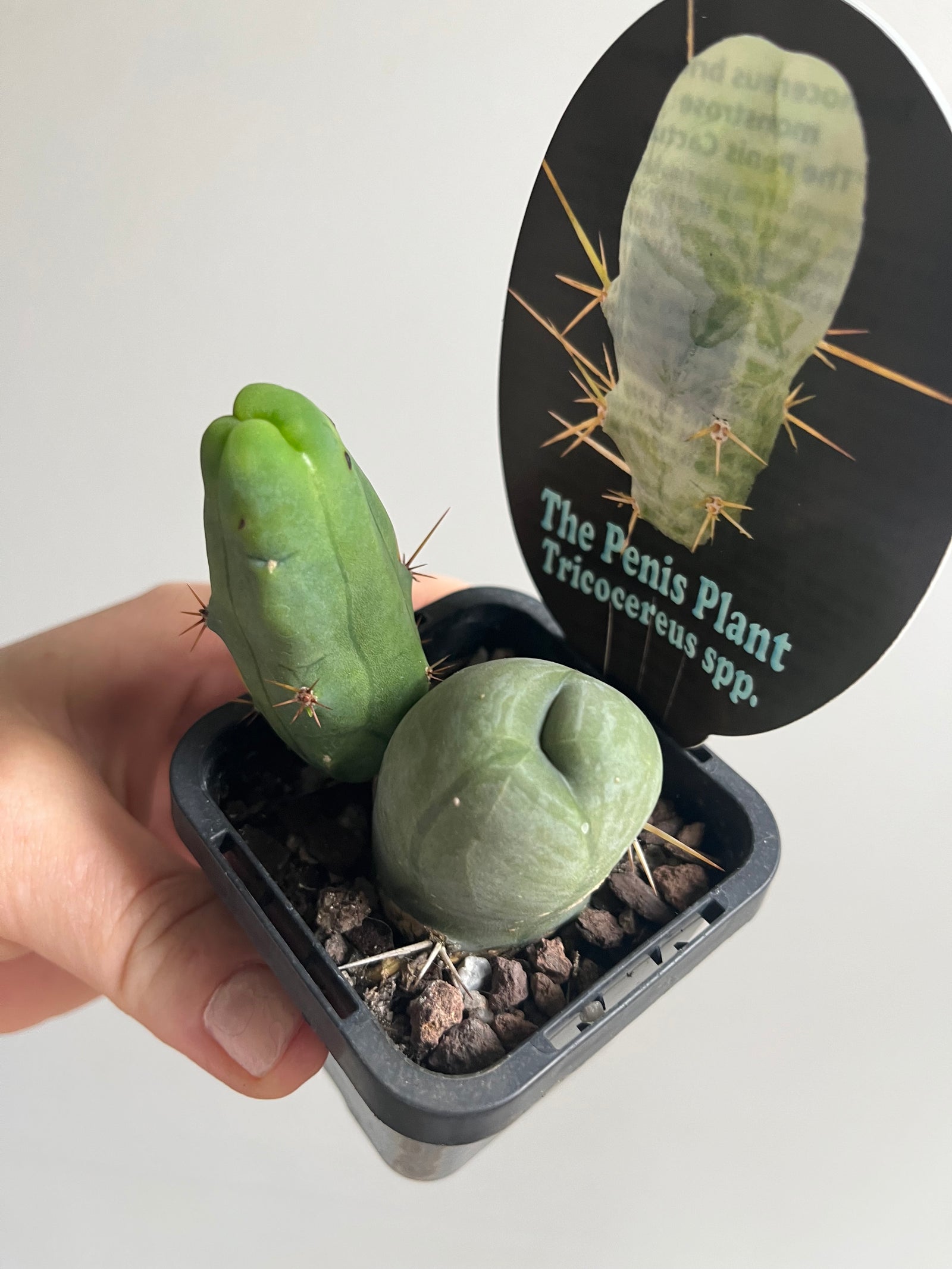 Trichocereus bridgesii montrose 'The Penis Plant'