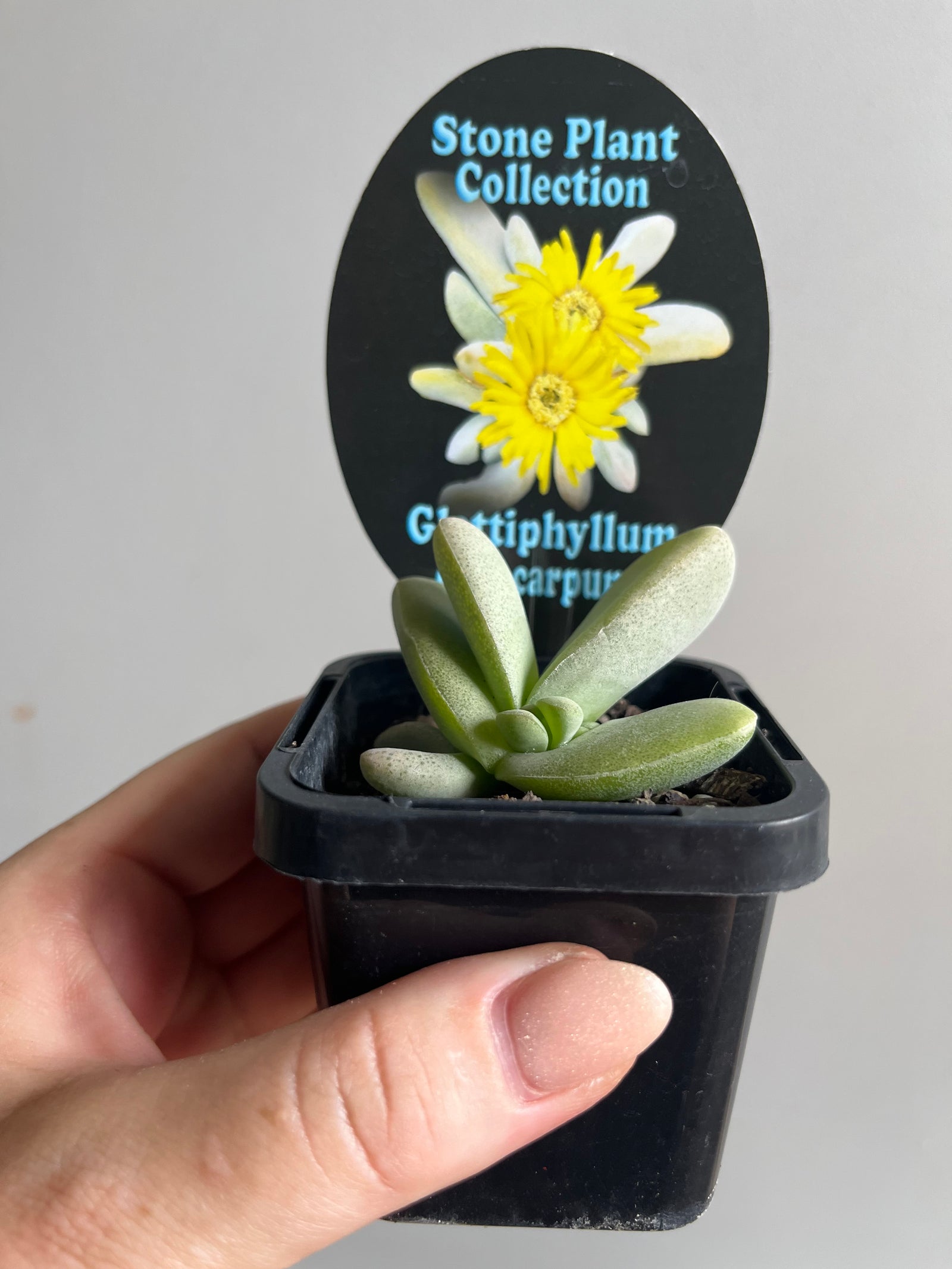 Glottiphyllum oligocarpum