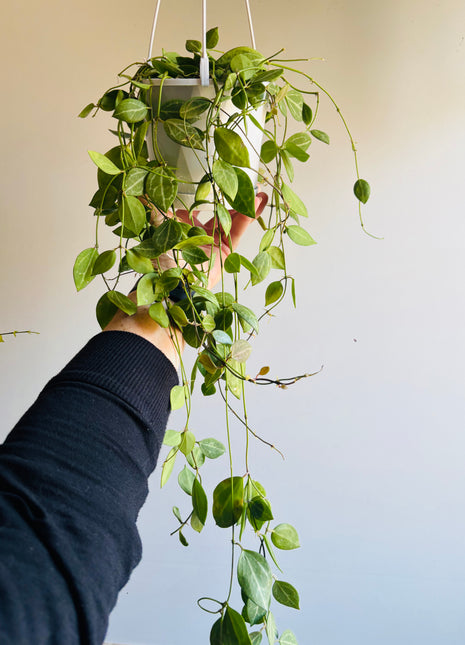 Dischidia ovata - Watermelon Dischidia