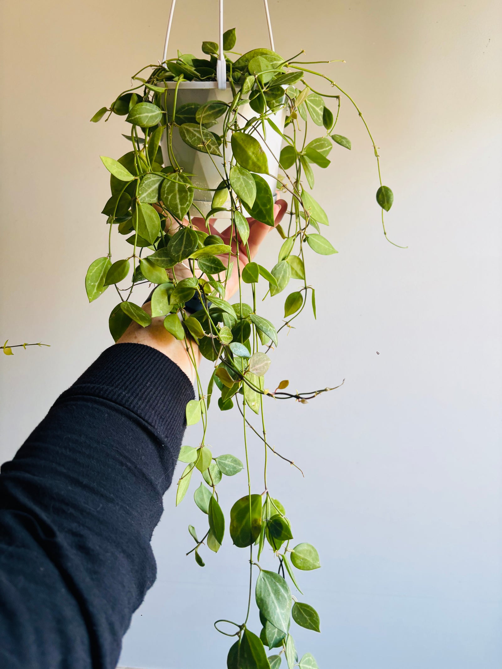 Dischidia ovata - Watermelon Dischidia