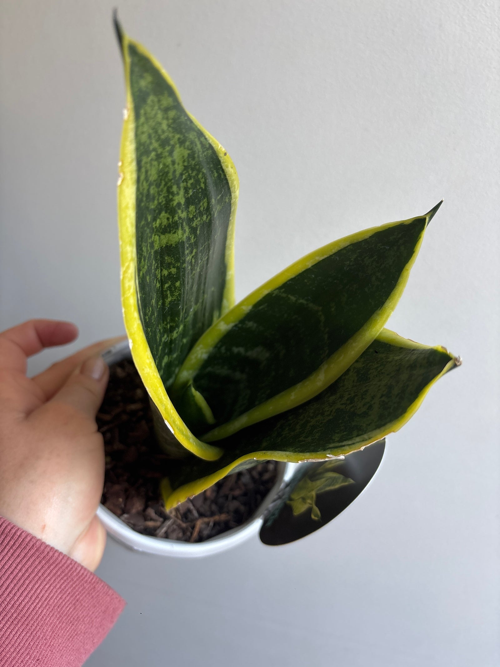 Sansevieria s.trifasciata - Superba