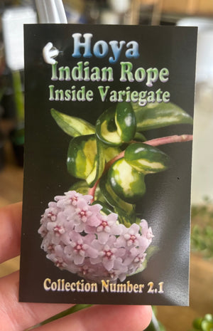 Hoya - Indian Rope Inside Variegate Collection No. 2.1