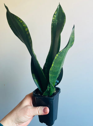 Sansevieria trifasciata - Whitney