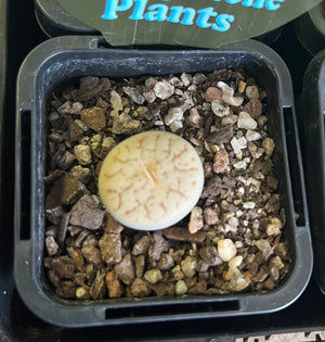 Lithops spp. - Living Stone Plant