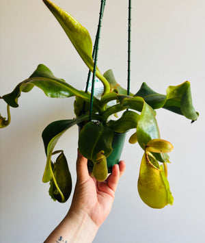 Nepenthes hybrid NOID - Pitcher Plant (plant pictured is plant being sold)
