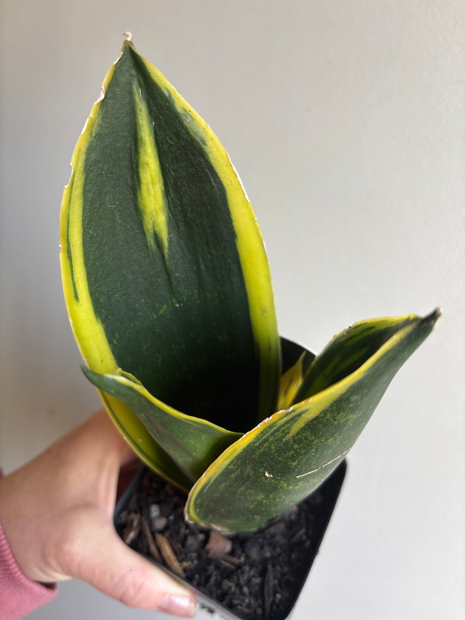 Sansevieria trifasciata - Golden Flame