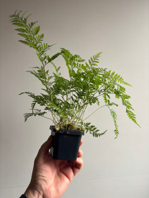 Davallia humata - Hare's Foot Fern