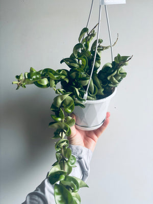 Hoya - Indian Rope Collection No. 2