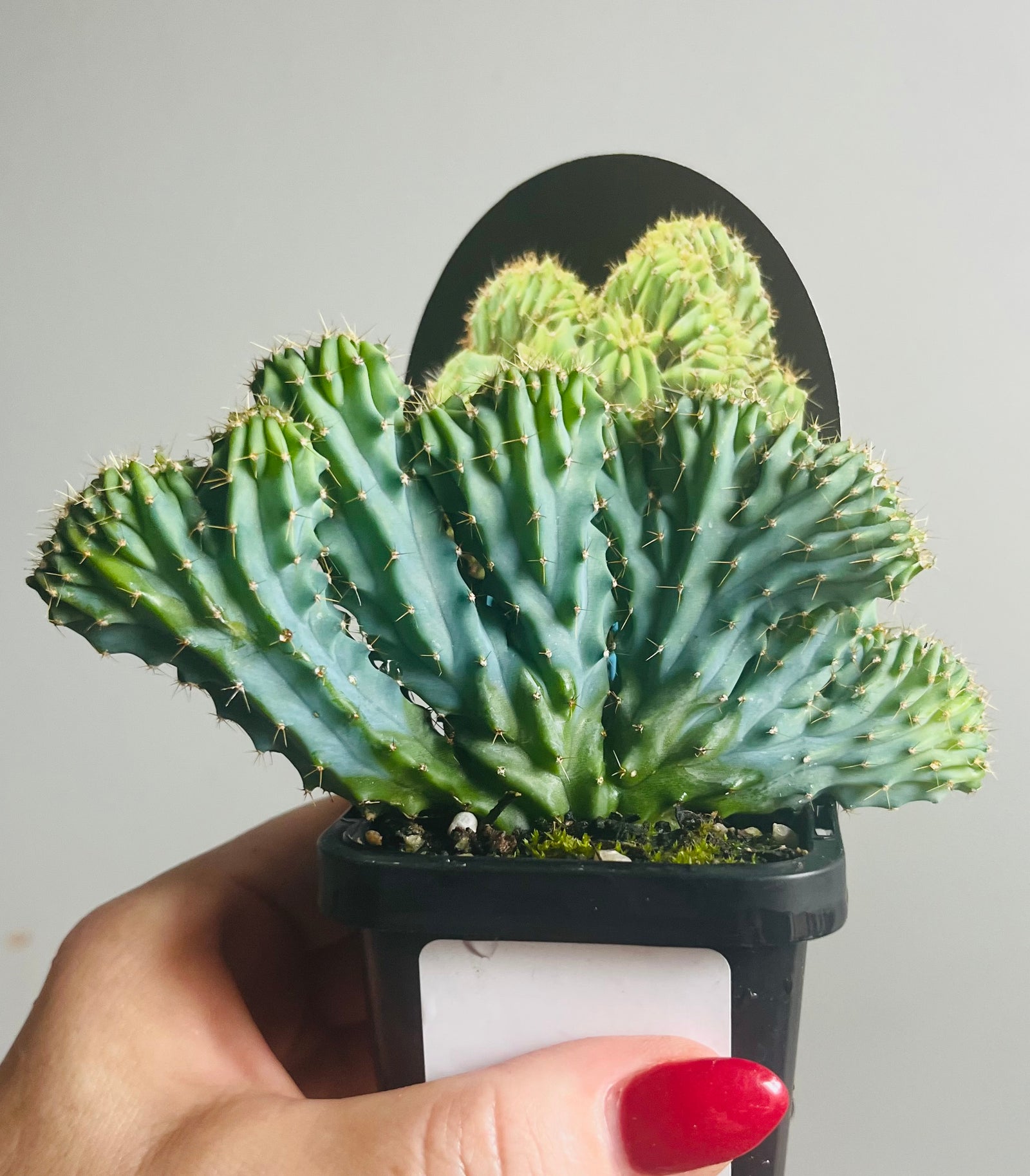 Myrtillocactus geometrizans ‘cristata’