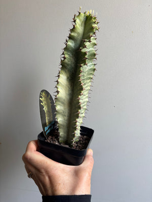 Euphorbia ammak variegata