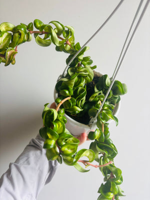 Hoya - Indian Rope Inside Variegate Collection No. 2.1