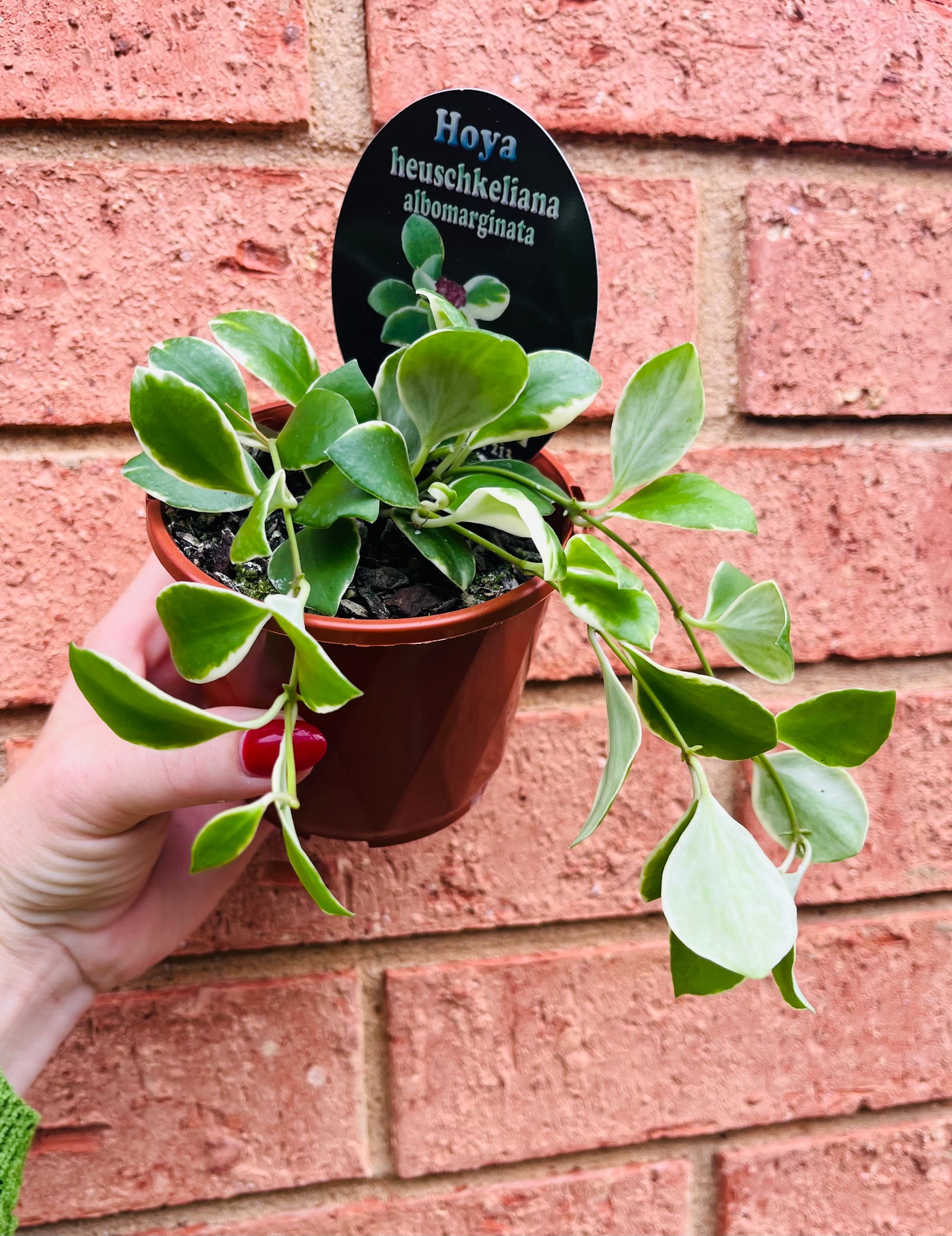 Hoya - Heuschkeliana albomarginata Collection No. 213
