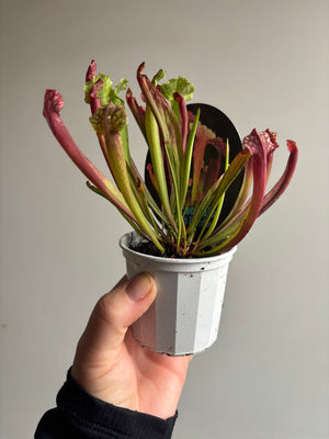 Sarracenia ‘Judith Hindle’