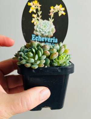 Echeveria minima ‘White’