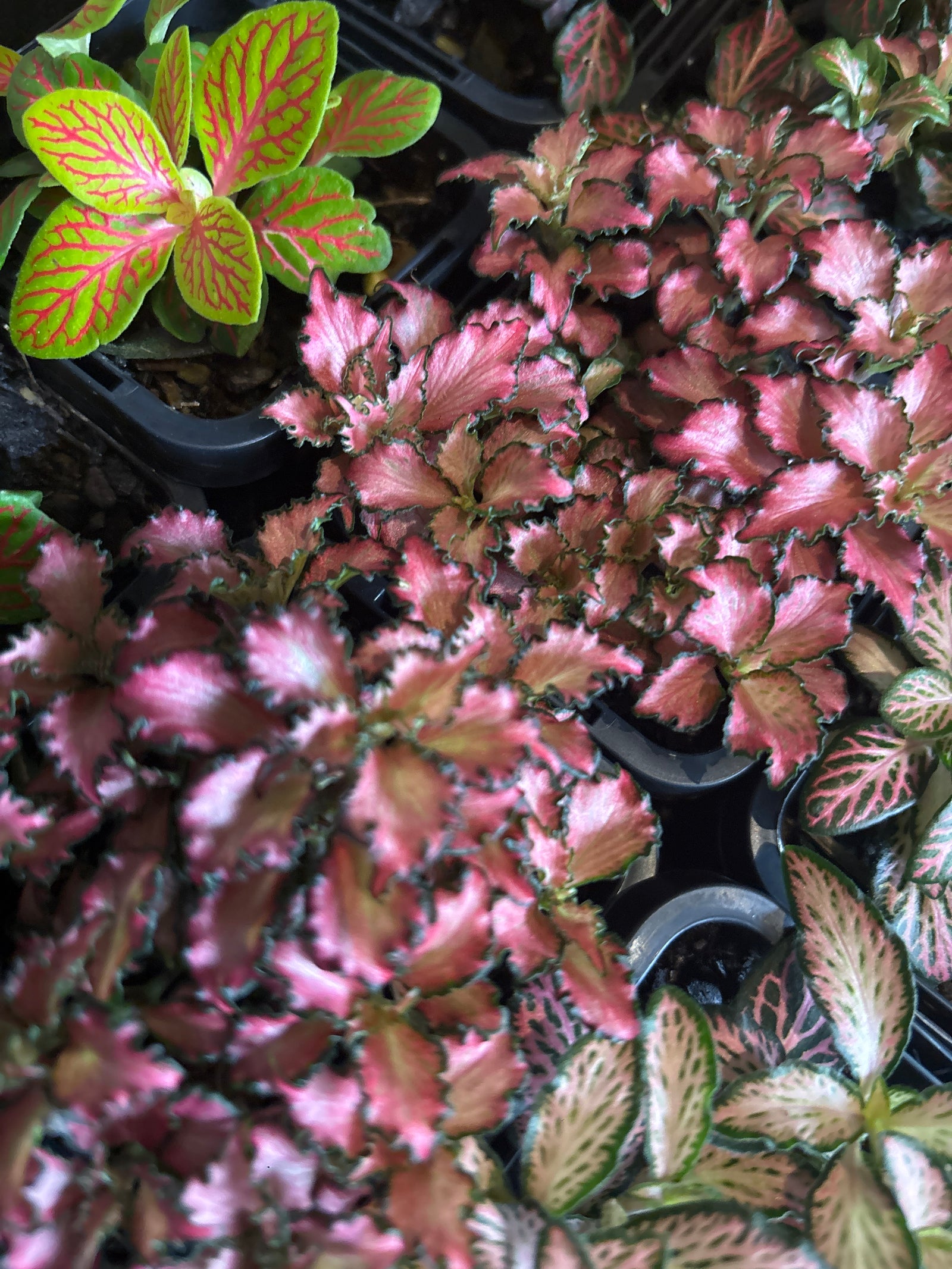 Fittonia - Rosy Cloud