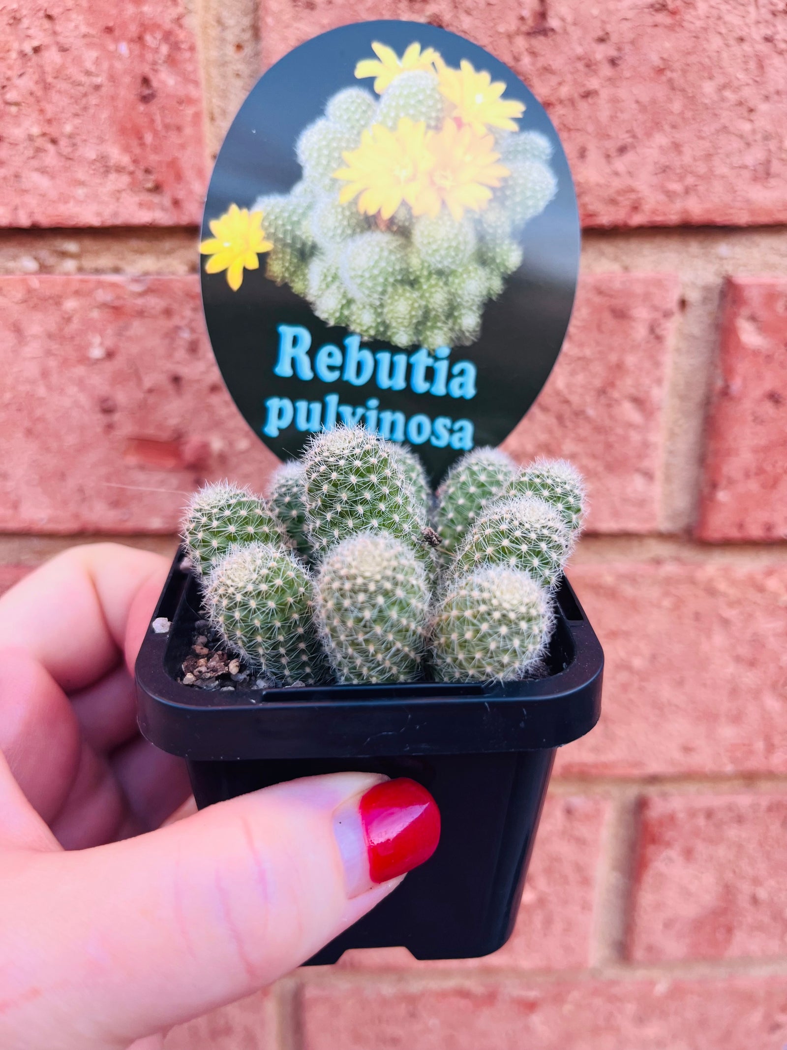 Rebutia pulvinosa