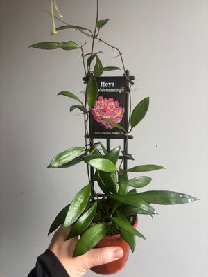 Hoya - Davidcummingii Collection No. 41