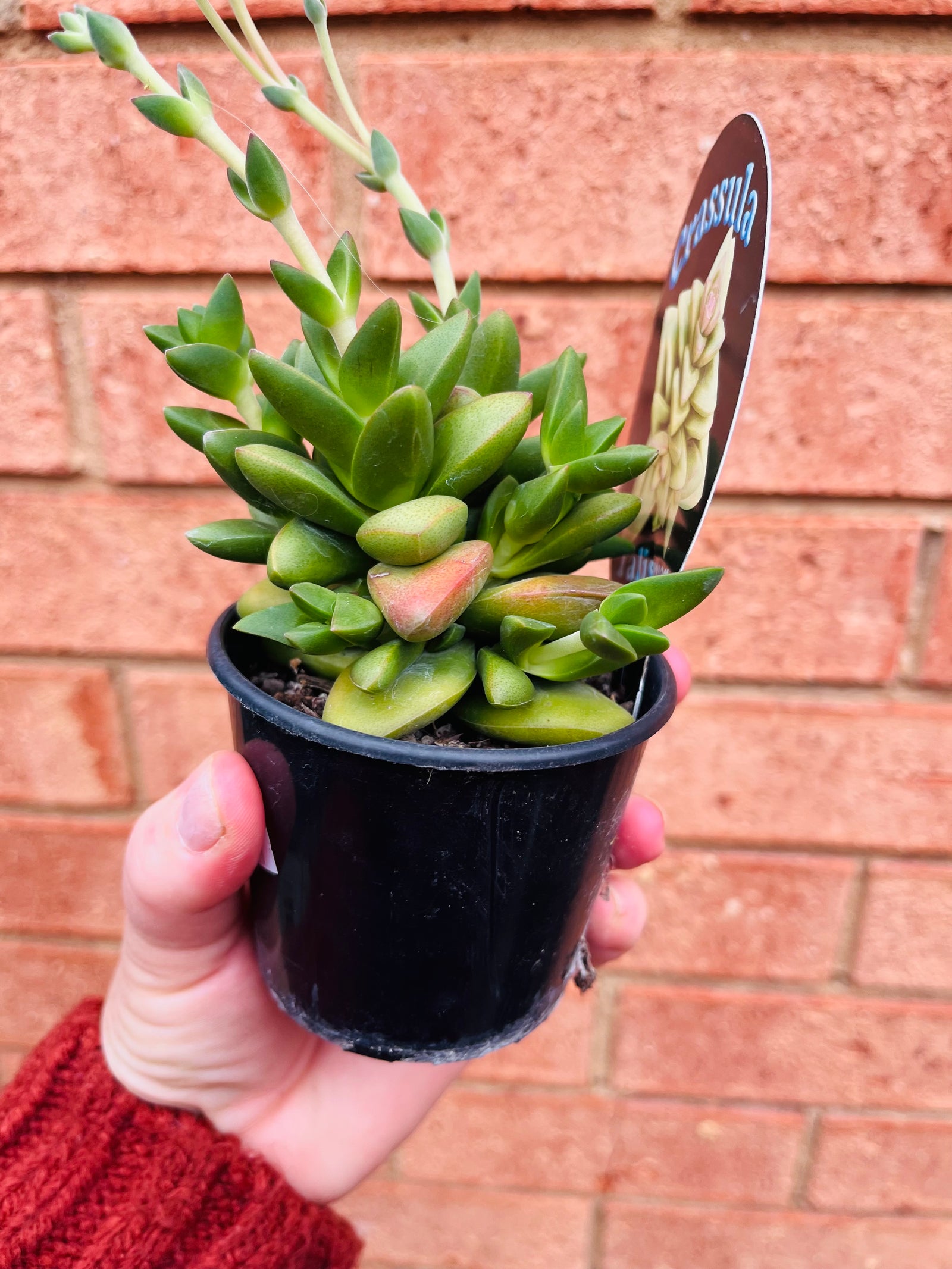 Crassula 'Talisman'