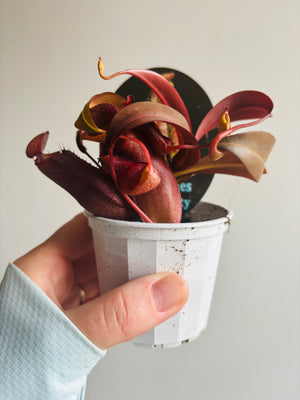 Nepenthes Red Beauty - Pitcher Plant