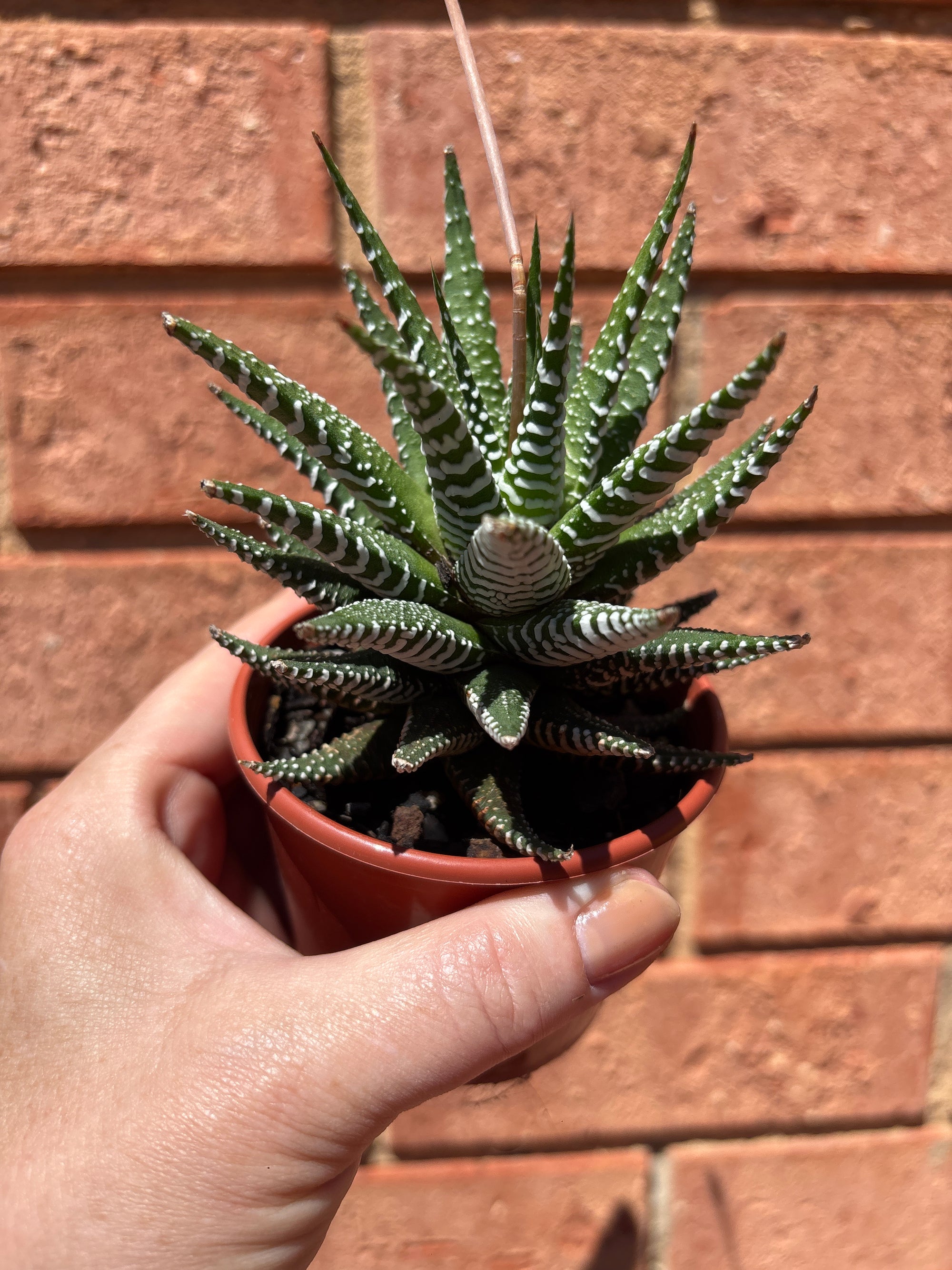 Haworthia attenuata 'Wide Band'