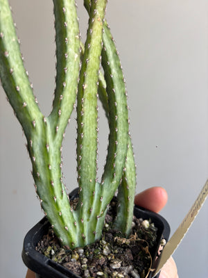 Monvillea spegazinni 'The Moonlight Plant'