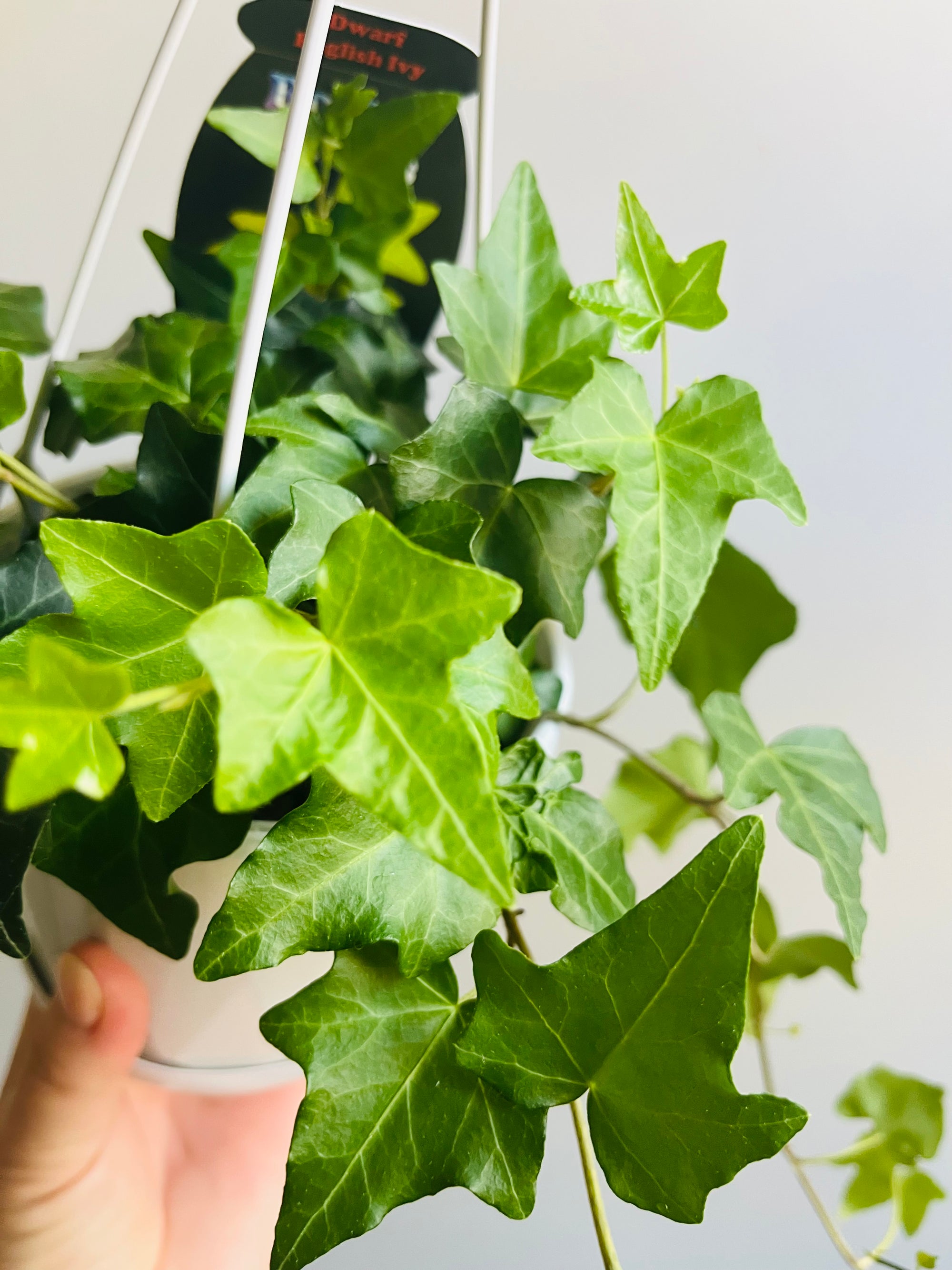 Ivy - Hedera helix ‘Dwarf English Ivy’