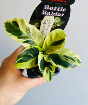 Calathea - Fusion Yellow