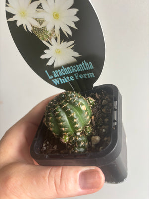 Lobivia arachnacantha (White Form)