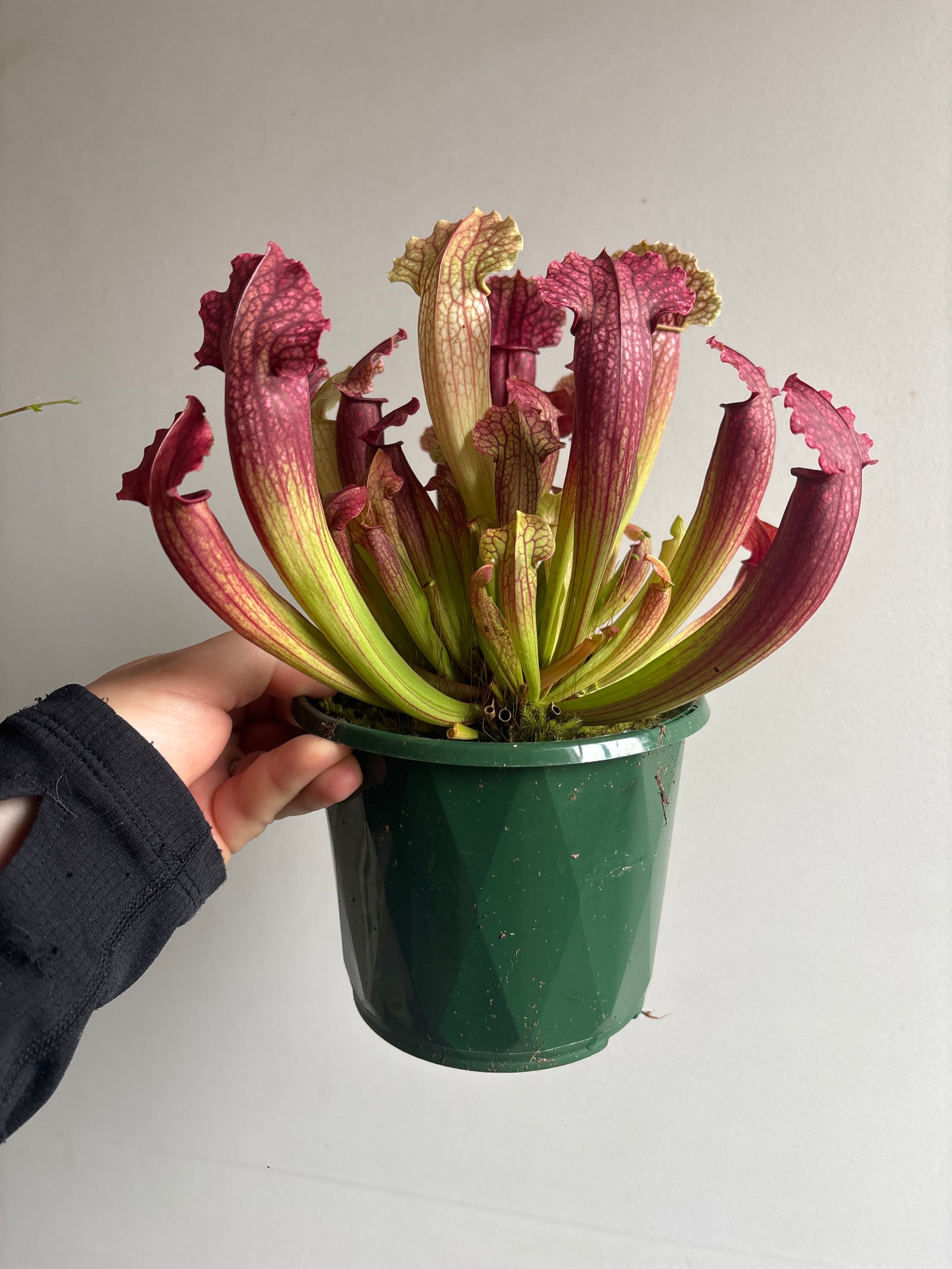 Sarracenia ‘Philadelphia’