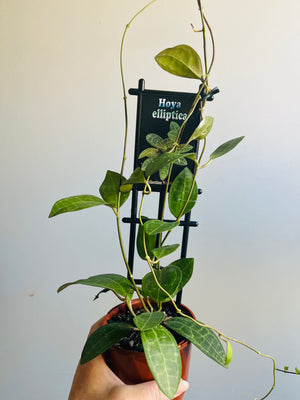 Hoya - Elliptica