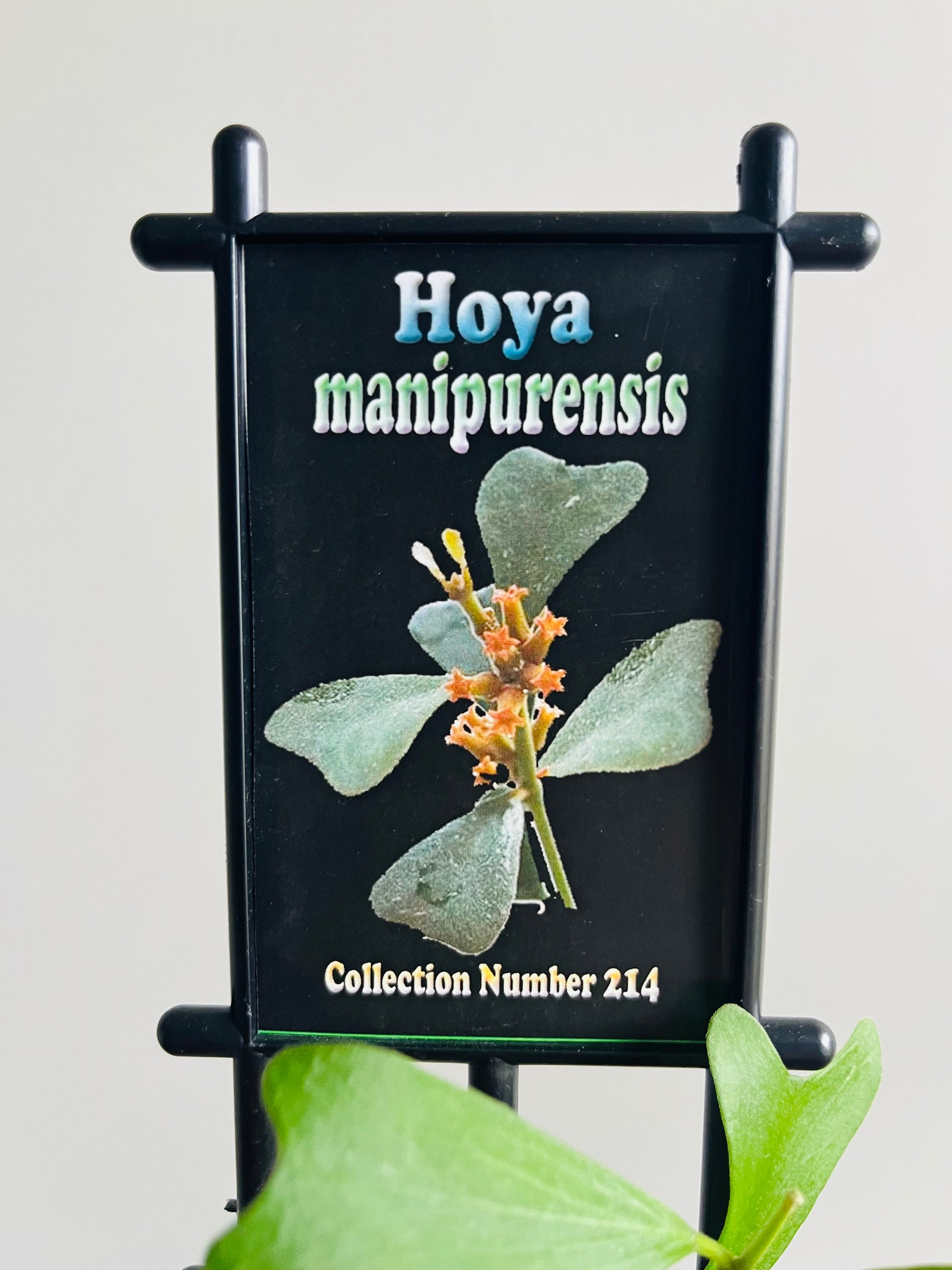 Hoya - Manipurensis Collection No. 214