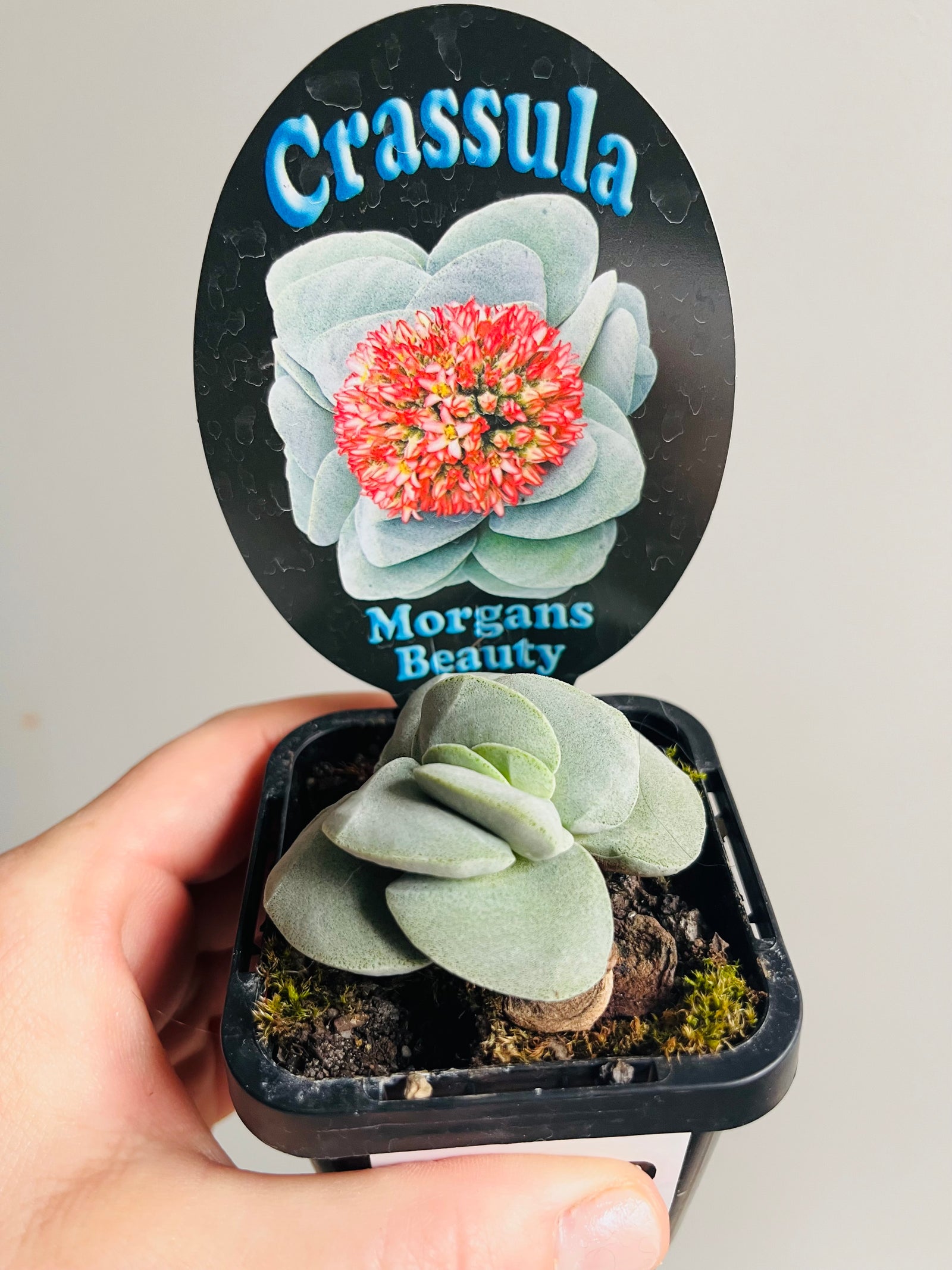 Crassula 'Morgans Beauty'
