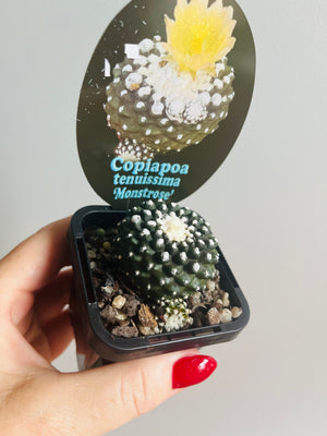 Copiapoa tenuissima Monstrose