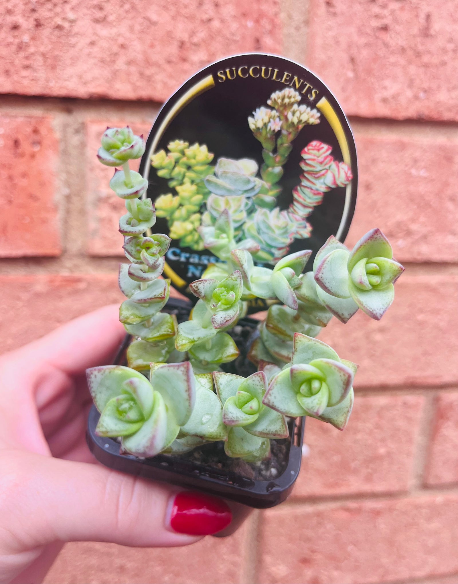 Crassula perforata - String of Buttons aka Necklace Vine