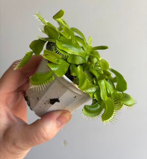 Venus Fly Trap (NOID) B