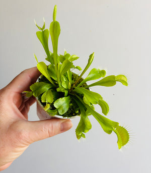 Venus Fly Trap (NOID) B