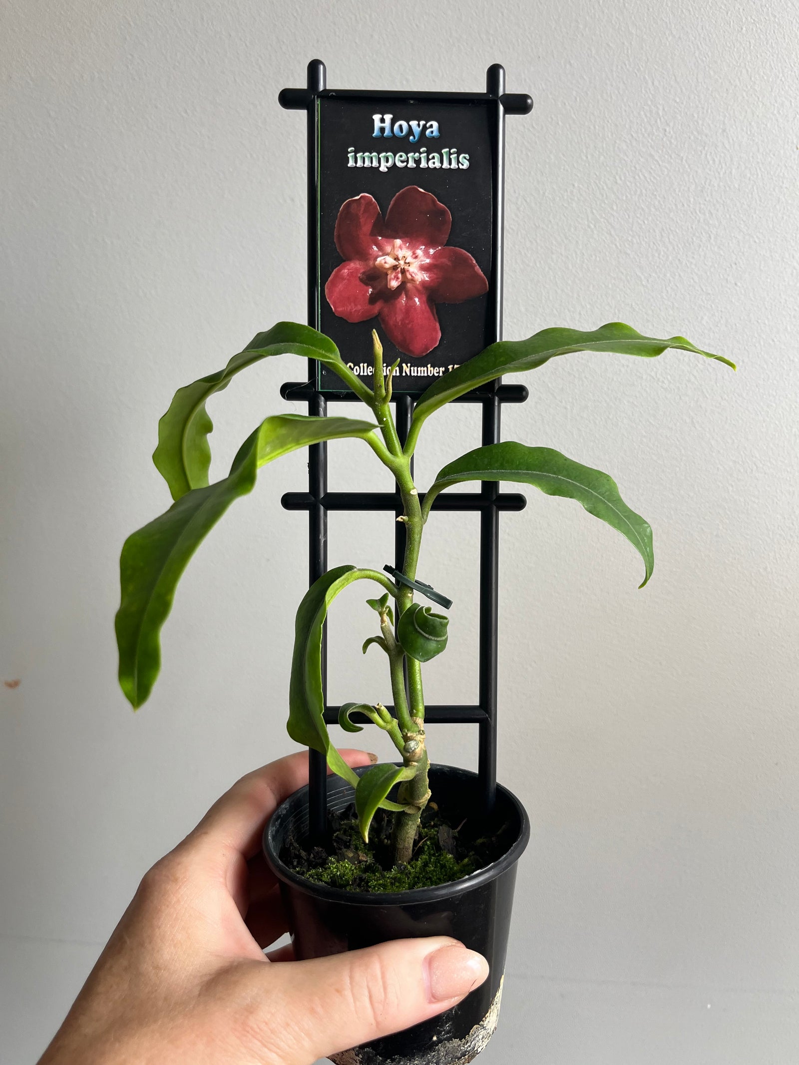 Hoya - Imperialis - Collection No. 177