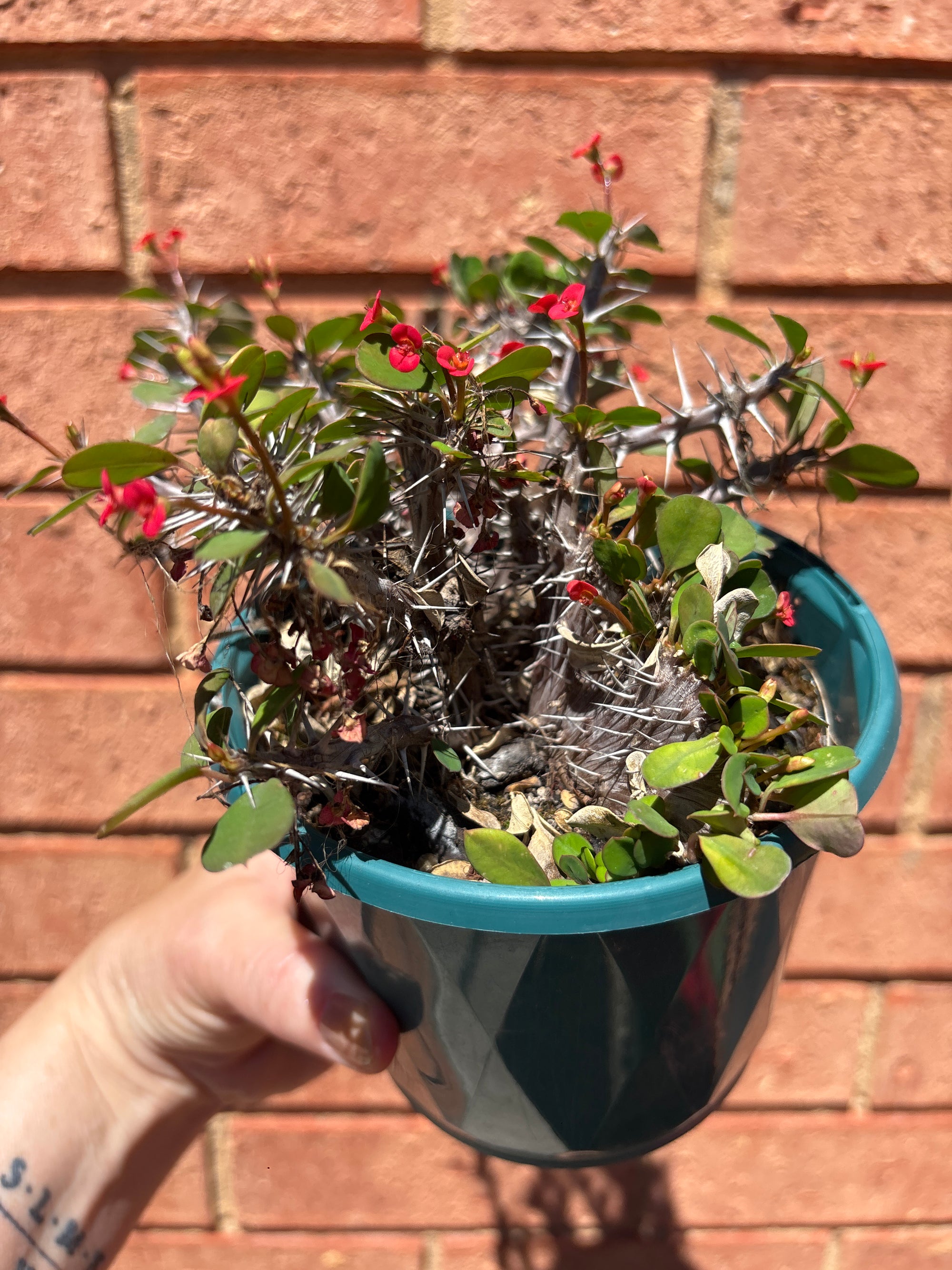 Euphorbia millii (Crown of Thorns) 'Lucky Lady Crest’