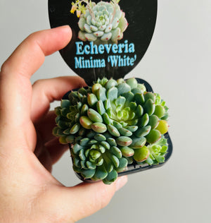 Echeveria minima ‘White’