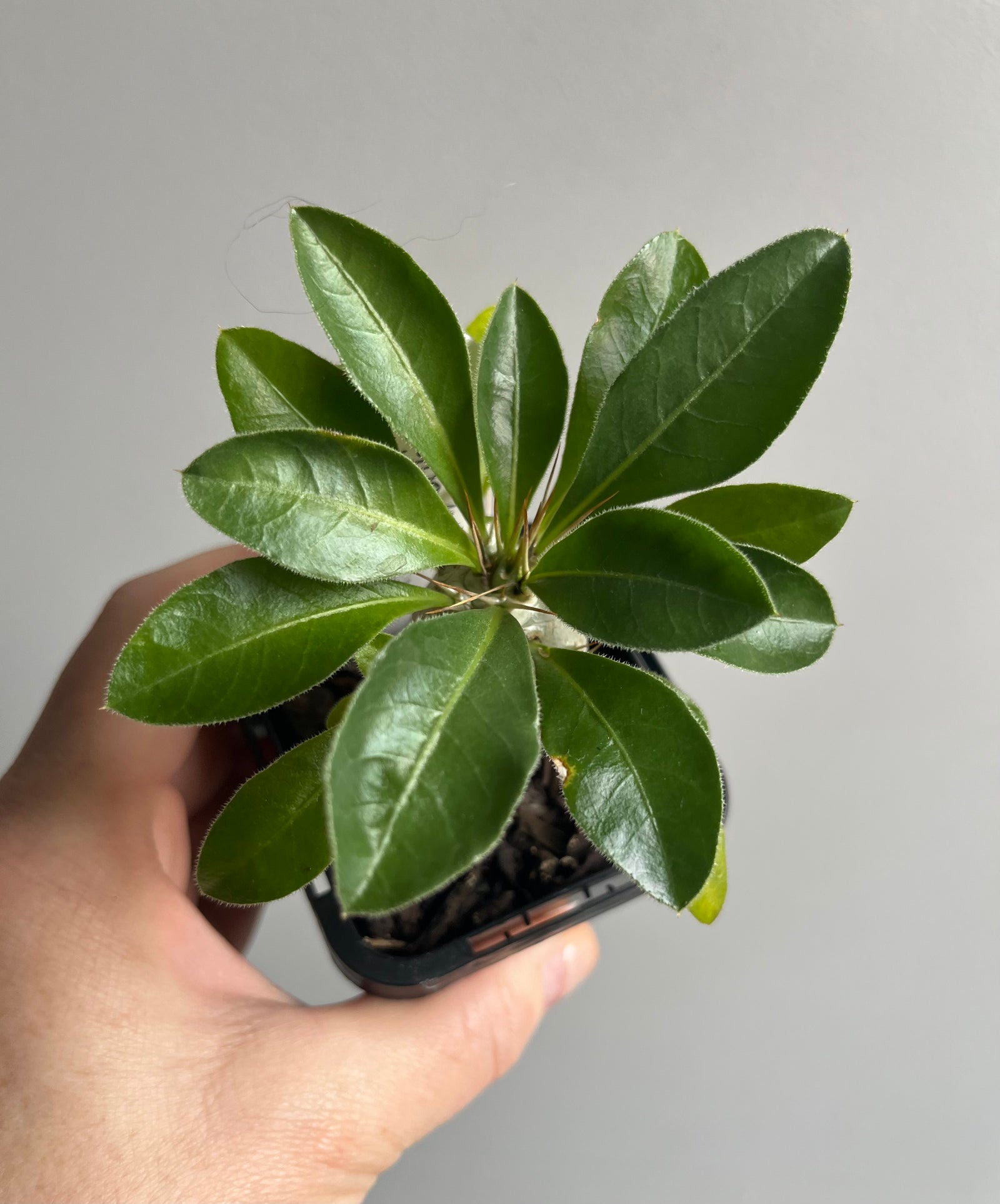 Pachypodium saundersonii