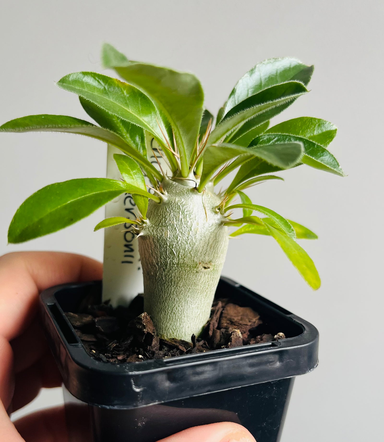 Pachypodium saundersonii