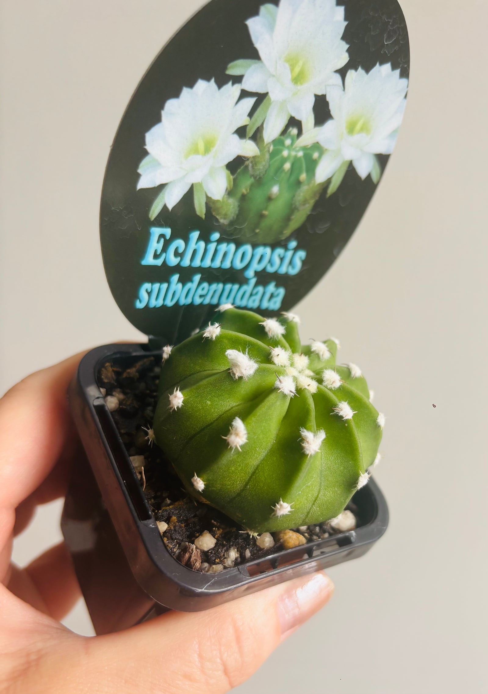 Echinopsis subdenudata
