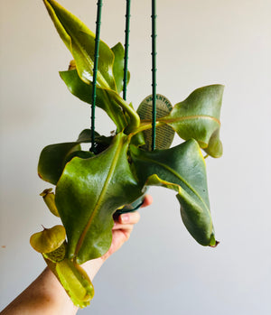 Nepenthes hybrid NOID - Pitcher Plant (plant pictured is plant being sold)